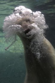 San Diego Zoo - Polar Bear swimming underwater