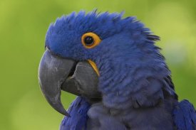 San Diego Zoo - Hyacinth Macaw portrait, native to South America