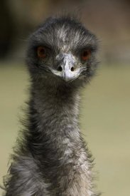 San Diego Zoo - Emu portrait, native to Australia
