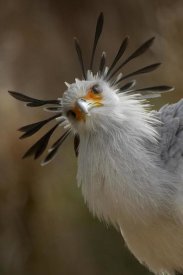 San Diego Zoo - Secretary Bird portrait, native to Africa
