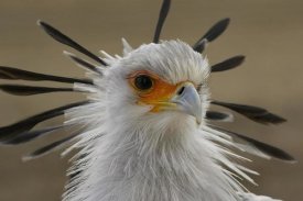 San Diego Zoo - Secretary Bird portrait, native to Africa