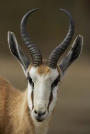 San Diego Zoo - Springbok portrait, native to Africa