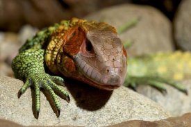 San Diego Zoo - Guyana Caiman Lizard portrait, native to Guyana