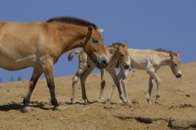 San Diego Zoo - Przewalski's Horse adult with two foals, native to China