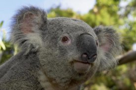 San Diego Zoo - Koala portrait, native to Australia