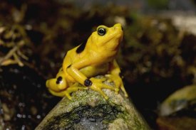 San Diego Zoo - Panamanian Golden Frog, native to Panama