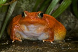 San Diego Zoo - Tomato Frog very rare in nature and native to Madagascar