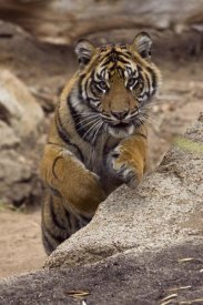 San Diego Zoo - Sumatran Tiger cub jumping onto rock, native to Sumatra