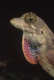 Mark Moffett - Anolis Lizard portrait, Peru