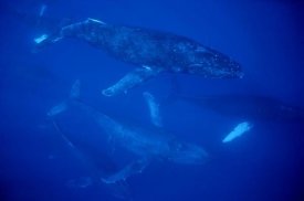 Flip Nicklin - Humpback Whale traveling group of over 30 whales, Maui, Hawaii