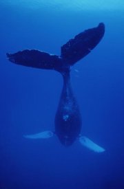 Flip Nicklin - Humpback Whale singer called Frank, Maui, Hawaii