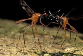 Mark Moffett - Stag Fly males battling, Papua New Guinea