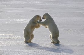 Flip Nicklin - Polar Bear pair sparring, Churchill, Manitoba, Canada