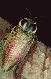 Mark Moffett - Metallic Wood-boring Beetle portrait, Panama