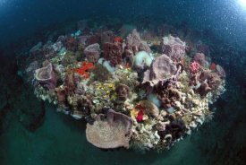 Flip Nicklin - Variety of corals on reef, Grey's Reef NMS, Georgia