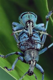 Mark Moffett - True Weevil couple mating, Hala, Papua New Guinea
