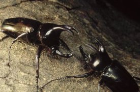 Mark Moffett - Scarab Beetle pair fighting, Gunung Mulu National Park, Sarawak, Borneo