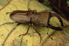 Mark Moffett - Staghorn Beetle portrait, Wau, Papua New Guinea