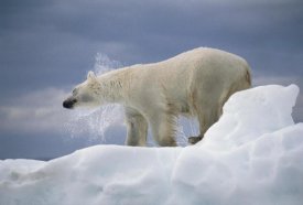 Flip Nicklin - Polar Bear shaking off water from coat, Canada