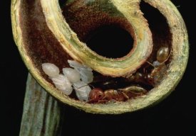Mark Moffett - Carpenter Ants and pupae nest safely in tendril of carnivorous pitcher plant, Borneo