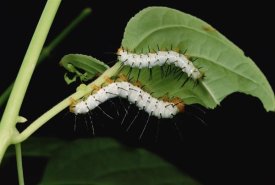 Mark Moffett - Tiger Longwing caterpillars, Peruvian Amazon