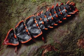 Mark Moffett - Net-winged Beetle , Borneo