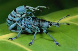 Mark Moffett - True Weevil pair mating, Hala, Papua New Guinea