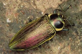 Mark Moffett - Metallic Wood-boring Beetle
