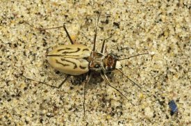 Mark Moffett - Northern Beach Tiger Beetle, Martha's Vineyard, Massachusetts