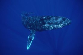 Flip Nicklin - Humpback Whale, Maui, Hawaii