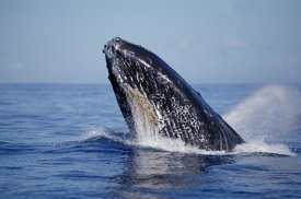 Flip Nicklin - Humpback Whale breaching, Maui, Hawaii