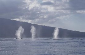 Flip Nicklin - Humpback Whale multiple spouts, Maui, Hawaii