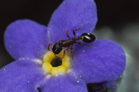 Mark Moffett - Ant with pollen enters Alpine Forget-me-not flower , Colorado