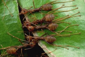Mark Moffett - Weaver Ants group hold adjacent leaf and stem with mandibles and toes, Malaysia