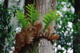 Mark Moffett - Borneo Fern, a primitve Ant Plant