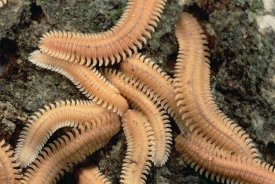Mark Moffett - Millipede brood, near Kuching, Sarawak, Borneo