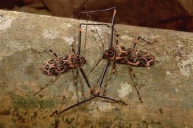 Mark Moffett - Harlequin Beetle pair courting, French Guiana