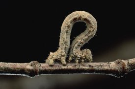 Mark Moffett - Creosotebush Caterpillar inching along twig
