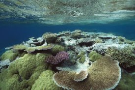 Flip Nicklin - Great Barrier Reef near Port Douglas, Queensland, Australia