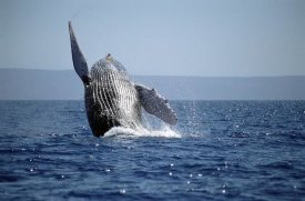 Flip Nicklin - Humpback Whale breaching, Maui, Hawaii