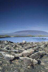 Tui De Roy - Marine Iguana colony basking in morning sun, Galapagos Islands, Ecuador