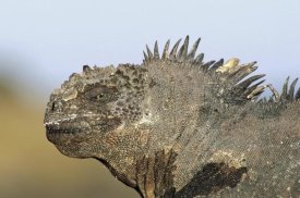 Tui De Roy - Marine Iguana male, Santa Cruz Island, Galapagos Islands, Ecuador