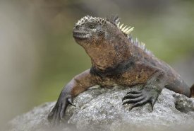 Tui De Roy - Marine Iguana mature male along lava shoreline, Galapagos Islands, Ecuador