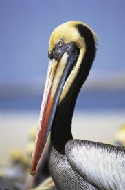 Tui De Roy - Peruvian Pelican in breeding colors, Lobos de Afuera Island, Peru