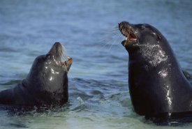 Tui De Roy - Galapagos Sea Lion bulls fighting for territory, Galapagos Islands, Ecuador