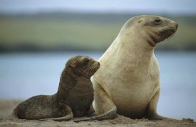 Tui De Roy - Hooker's Sea Lion mother and pup, Auckland Island, New Zealand