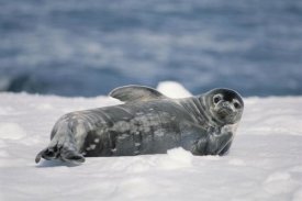 Tui De Roy - Weddell Seal pup, Half Moon Island, South Shetland Islands, Antarctica