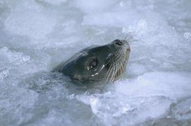 Tui De Roy - Ringed Seal surfacing in brash ice, Svalbard, Norwegian Arctic