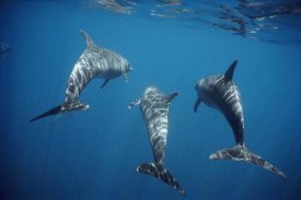 Tui De Roy - Bottlenose Dolphin trio underwater, Galapagos Islands, Ecuador