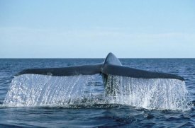 Mark Jones - Blue Whale tail, Sea of Cortez, Baja California, Mexico